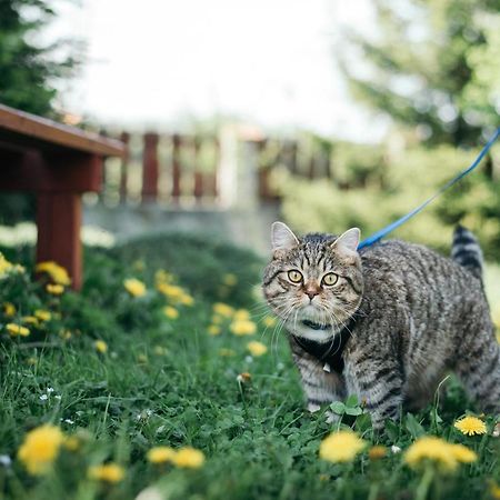 House Girska Rika Villa Korchin Bagian luar foto
